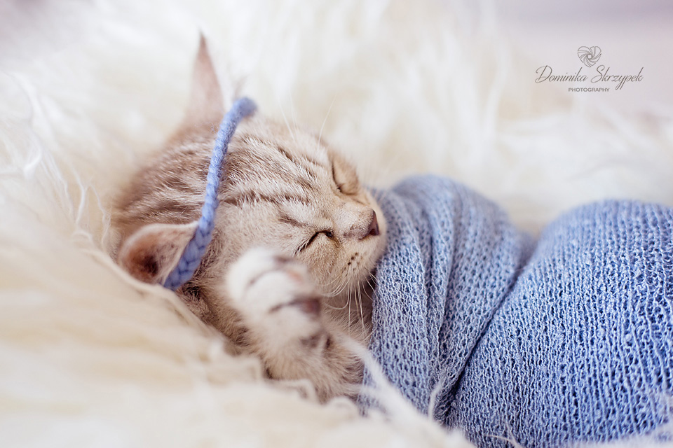Kitten newborn session