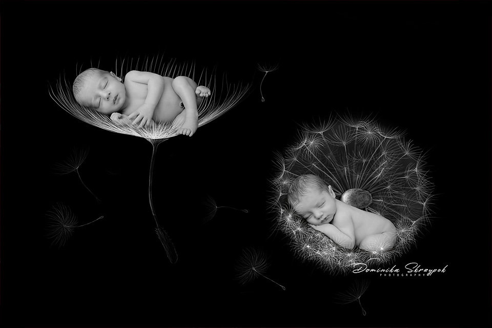 Twins among dandelion clocks — newborn session in Warsaw