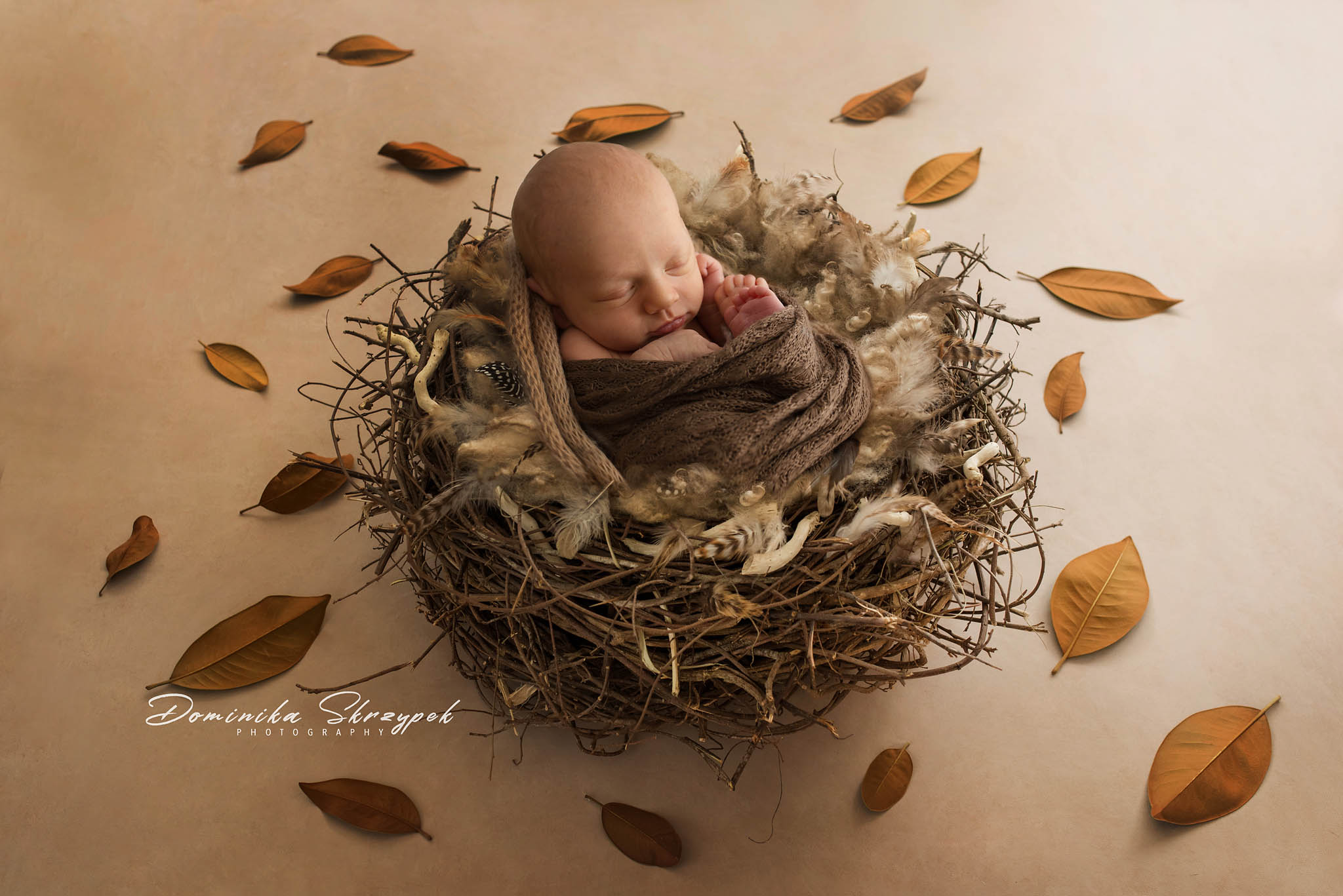 bird nest newborn session warsaw